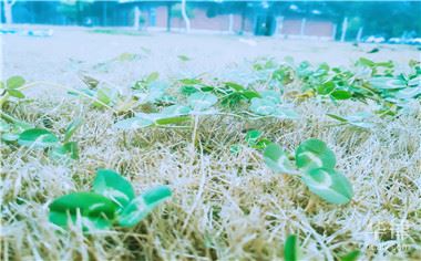 拆迁后的宅基地被他人占用是否可以请求补偿