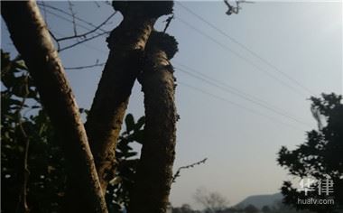 2019年湖南环保猪场拆迁补贴