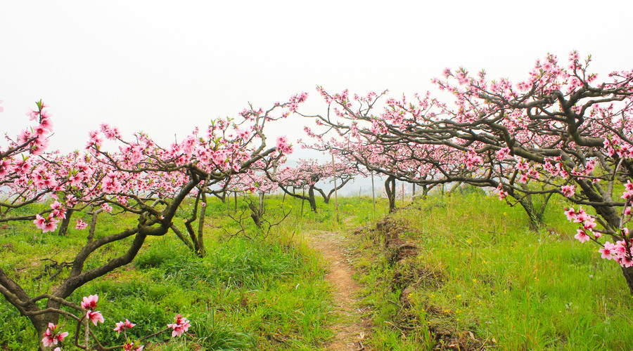 2018年农村宅基地征收补偿是多少