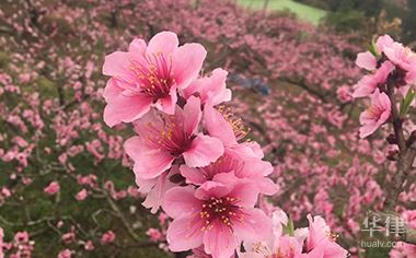 村干部私卖土地